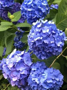 おはようございます🌸