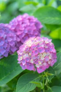 来月の予定。