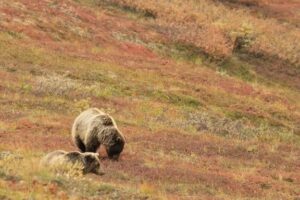 日本各地でクマの被害が多発してます…🐻