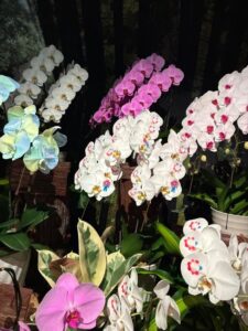 ゆりの花。