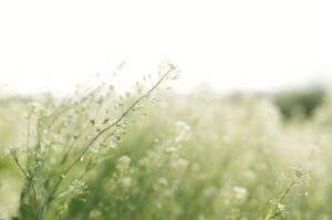 ありがとうございます