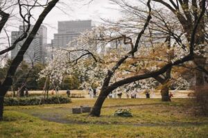 桜がちらほらと咲いてきました🌸