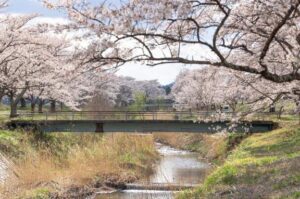 花見シーズン🌸