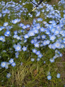 ネモフィラと桜