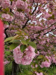 ありがとうございました♥