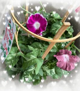 朝顔観察日記🌸