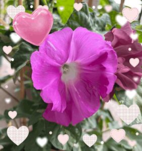 朝顔観察日記🌸5日目