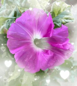 朝顔観察日記🌸