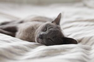 眠い…。