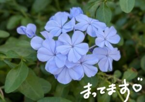 こんにちは